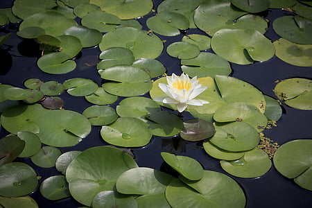 white lotus flower on body of water thumbnail
