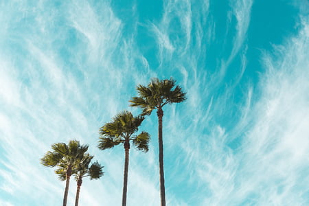 worms eye view of palm trees under the clear blue sky thumbnail