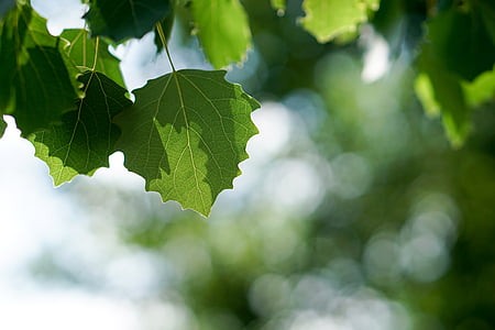 selective focus photo of green palmate leaf thumbnail