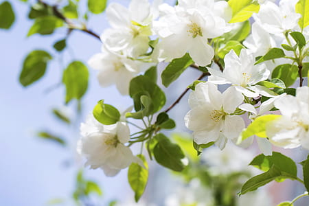 tilt shift photo white flowering tree thumbnail