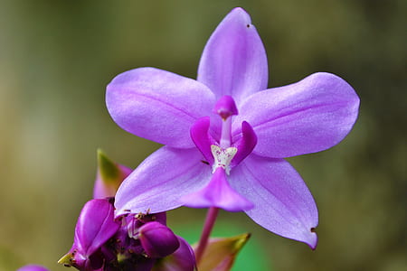Purple and White Flower Illustration thumbnail