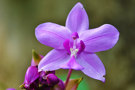purple orchid flower selective focus photography thumbnail
