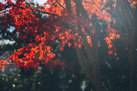 shallow focus photography of maple tree thumbnail