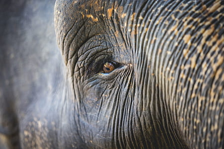 elephant eye selective focus photography thumbnail