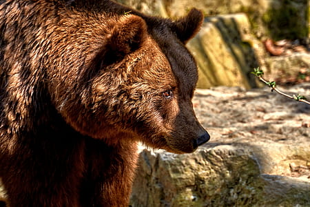 brown grizzly bear thumbnail