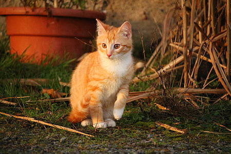 orange tabby cat near brown pot thumbnail