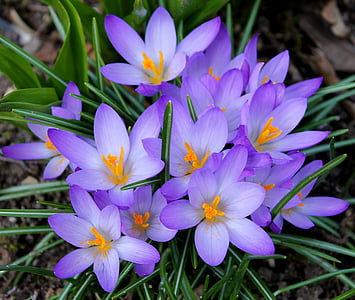 closeup photography of purple crocus flowers thumbnail