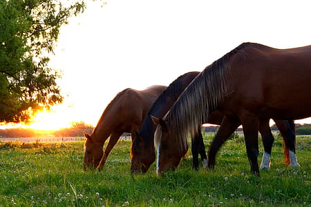 three brown horses eating grass during daytime thumbnail