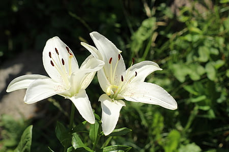 two white petaled flowers thumbnail
