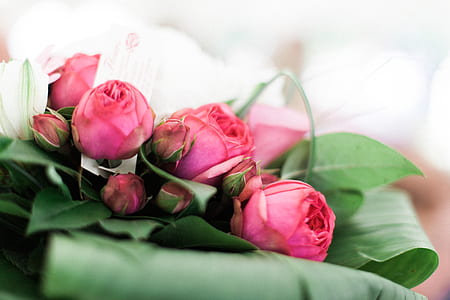 Pink Flowers and Green Leaves thumbnail