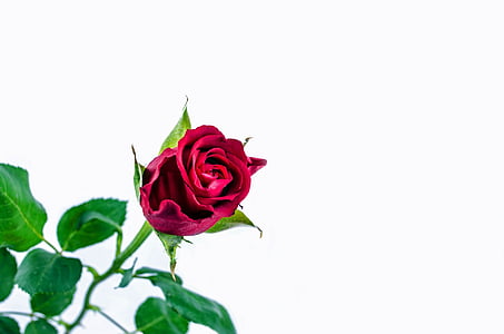 macro shot photography of red rose thumbnail