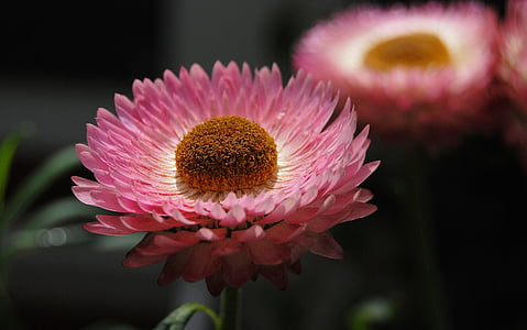 shallow photography of pink flower thumbnail