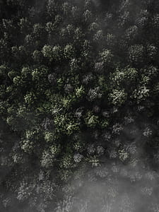 aerial photography of green leaf trees thumbnail