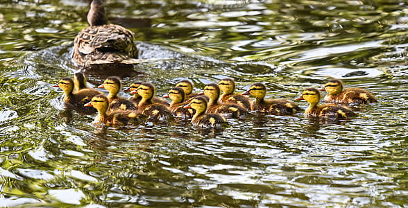 group of ducklings on body of water thumbnail