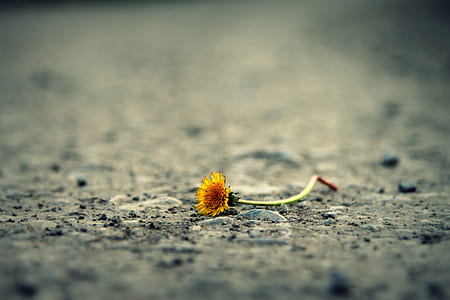 yellow petaled flower thumbnail