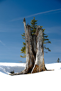 tree trunk on snow field at daytime thumbnail