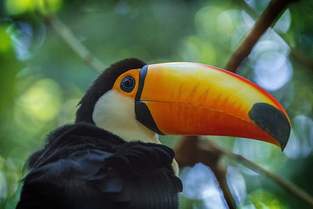 toucan near tree branch thumbnail