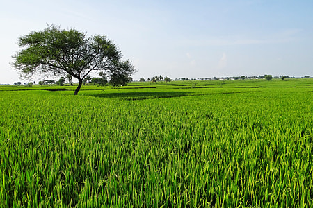 tree in crop field thumbnail