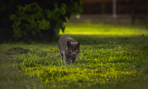 cat walking in the grass thumbnail