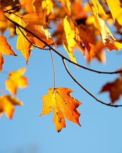 shallow focus photography of yellow maple tree thumbnail