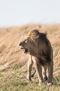 brown lion standing on open field thumbnail