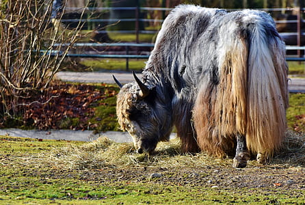 black, white, and brown bison eating grass thumbnail