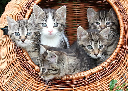 five gray tabby kittens on brown wicker basket thumbnail