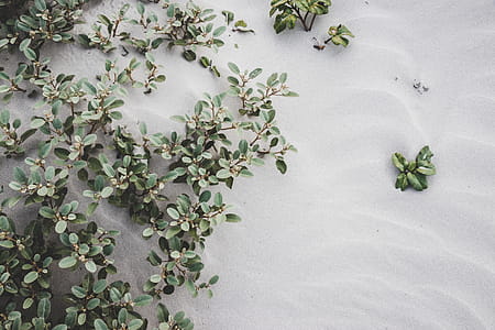 Photo of Plants On Sand thumbnail