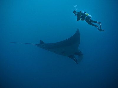 photo of man wearing diving suit underwater near sting ray thumbnail