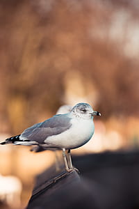selective focus photo of white, gray, and black bird thumbnail