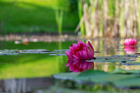 close-up photography of pink lily flower thumbnail