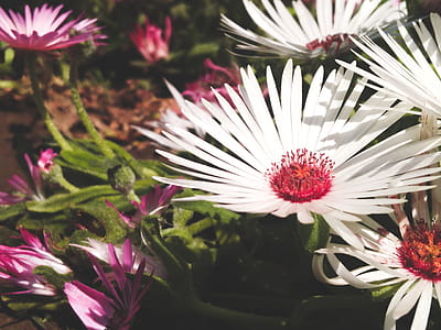 Close-up Photo Of A White Petaled Flowers thumbnail