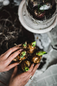 Woman planting seedlings on a newspaper covered table with quail eggs thumbnail