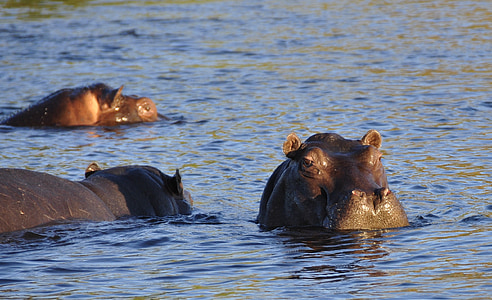 three black hippopotamus soaked in body of water during daytime thumbnail