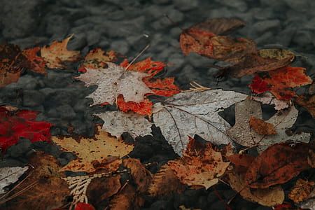 photo of dried maple leaves thumbnail