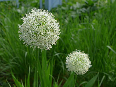 White allium flowers in bloom in garden. thumbnail