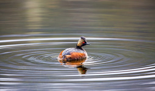brown and black duck on water thumbnail