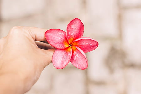 person holding red petaled flower thumbnail
