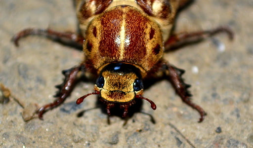 macro photo of brown beetle thumbnail