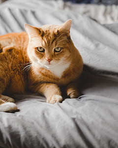 orange tabby cat lying on bed thumbnail