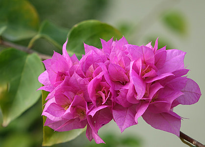 Flower, Bougainvillea thumbnail