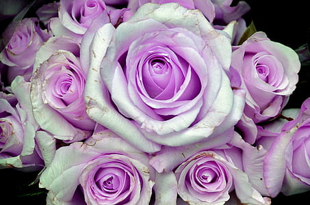 white and purple bouquet of roses thumbnail