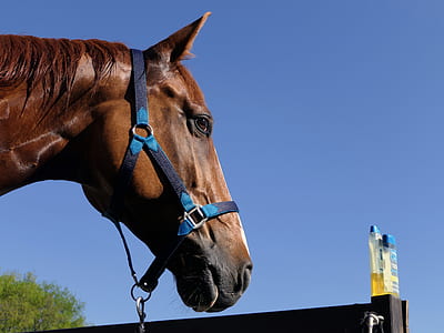 close-up photo of brown horse thumbnail