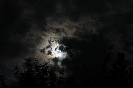 worm's eye view photography of trees during nighttime thumbnail