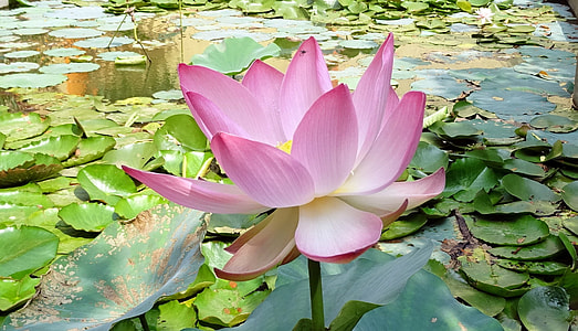 pink lotus flower thumbnail