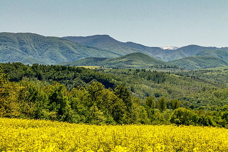 landscape photography of green trees thumbnail