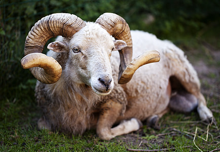 focus photo of brown sheep thumbnail