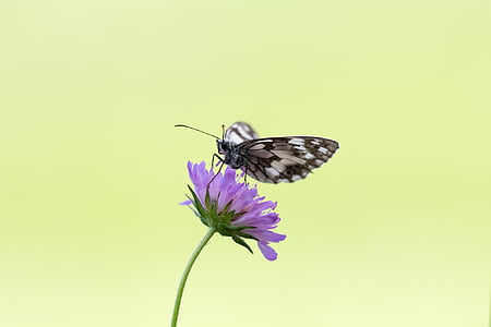 marble white butterfly perched on purple flower thumbnail