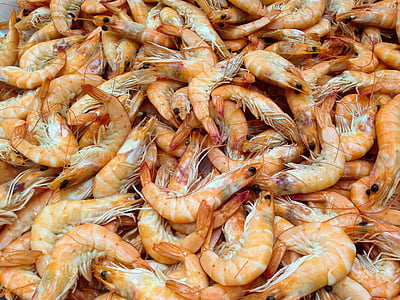 orange shrimp lot thumbnail