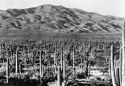 Saguaro National Park East landscape in 1935 thumbnail